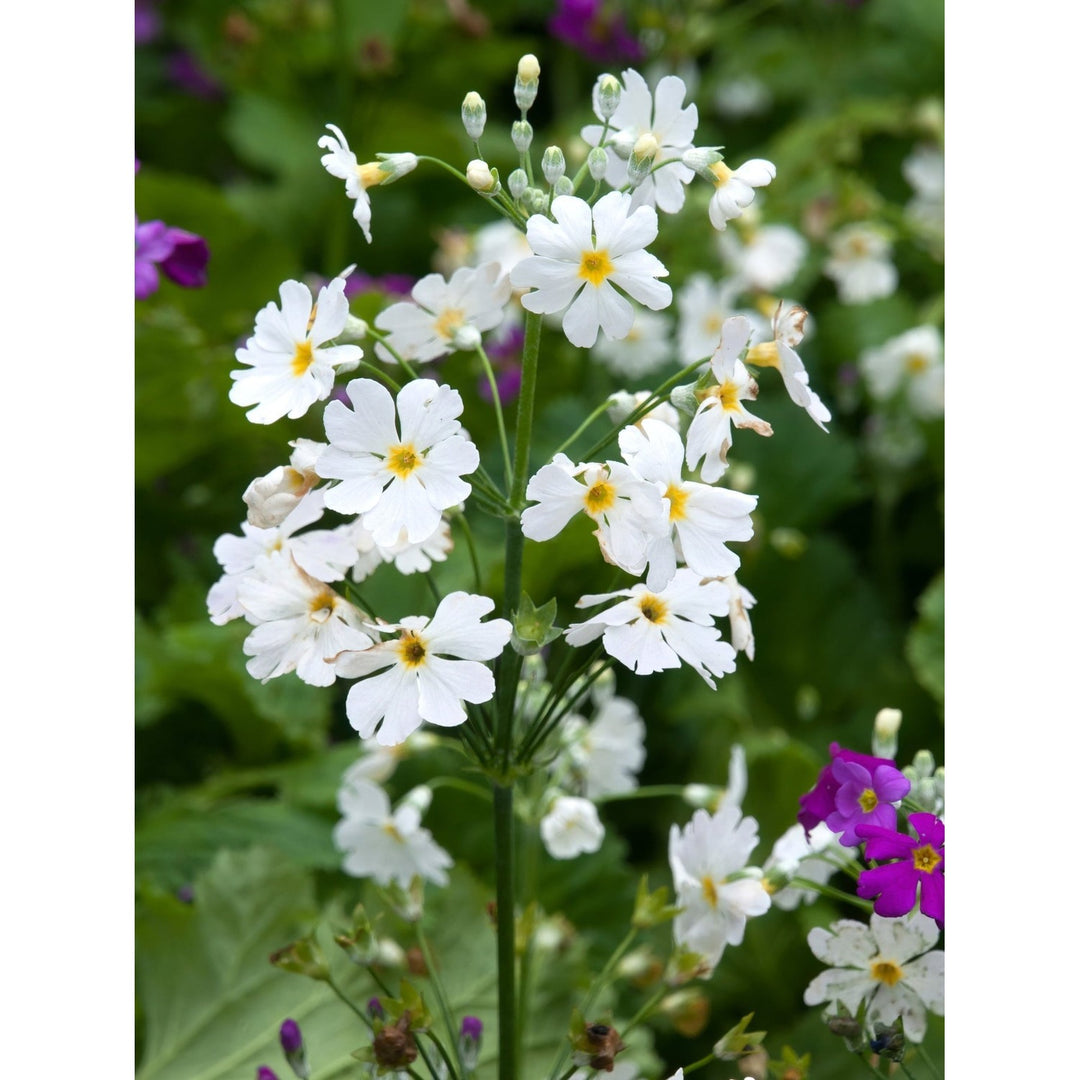 White Yellow Heirloom Non Gmo Primula Malacoides Flower Charming Blooms For Garden Planting Flower [neera-v5-60e77de9a0a912a1b850]