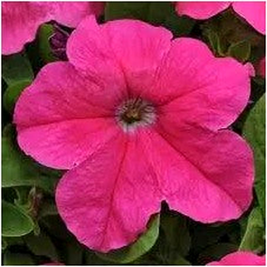 Pink Cerise Petunia Flower For Planting Heirloom Non Gmo Easy To Grow Garden Blooms Flower Seeds [neera-v5-60f978b2f0b9b0d9ec98]