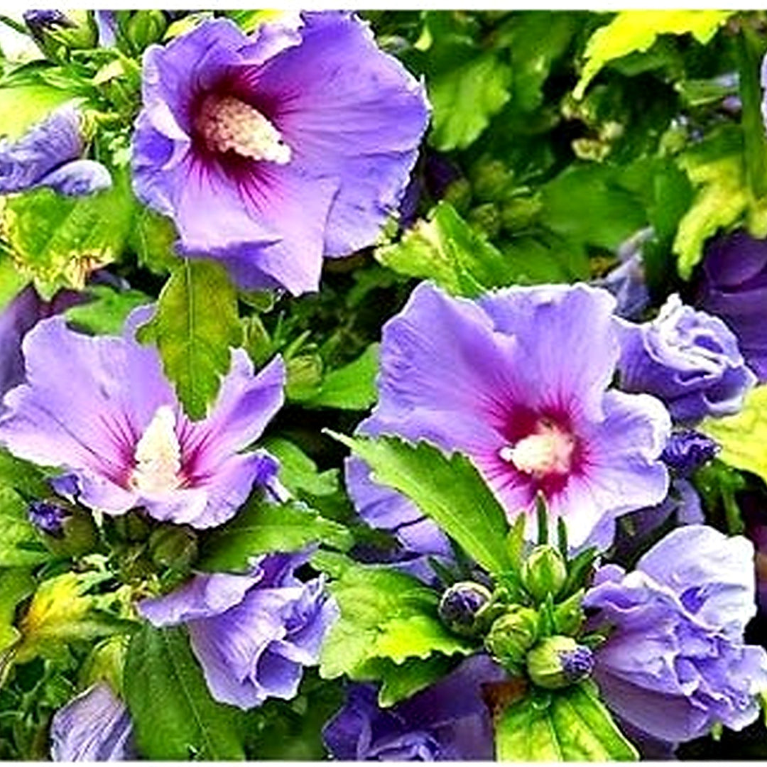 Heirloom Non-GMO Lavender Hibiscus Flower Seeds for Garden Planting | High Germination Organic Garden Seeds [neera-v5-6105bb73f581920a7f46]