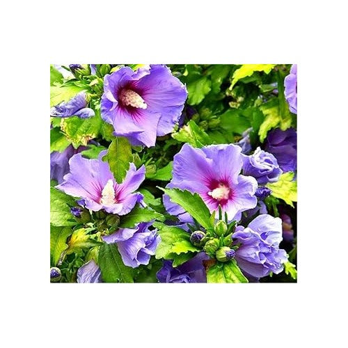 Heirloom Non-GMO Lavender Hibiscus Flower Seeds for Garden Planting | High Germination Organic Garden Seeds [neera-v5-6105bb73f581920a7f46]