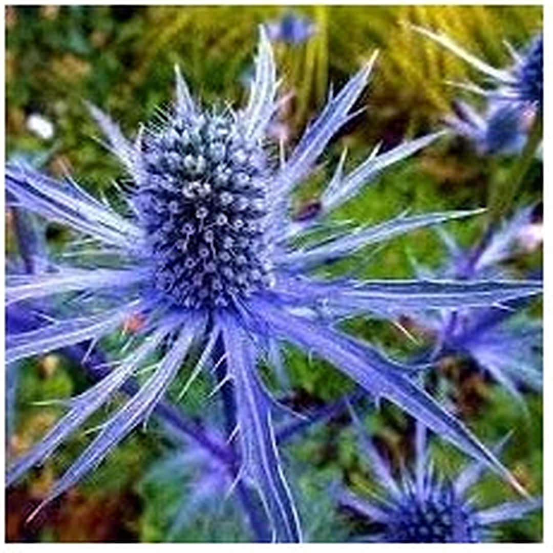 Holly Flower Seeds for Planting [neera-v5-6116e76efbde2fc72ade]