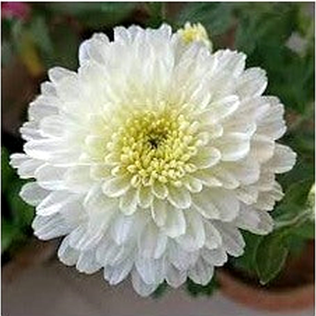 White Chrysanthemum Flower Seeds for Planting [neera-v5-611ead926e5c16559704]