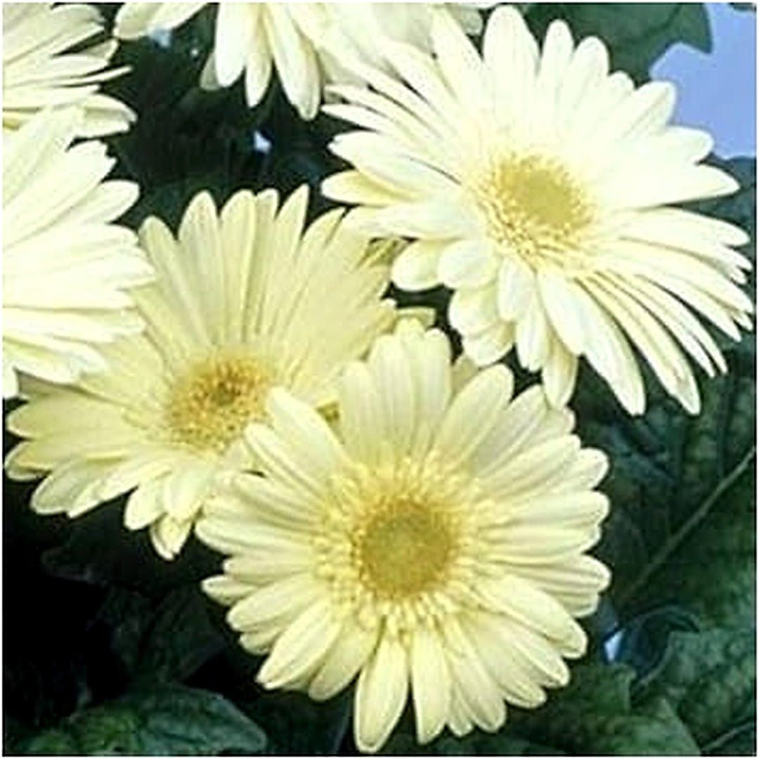 White Gerbera Vanilla Flower Heirloom Non Gmo Flower For Planting Flower Seeds for Home Garden [neera-v5-612a8b628e48bcd7fdd8]