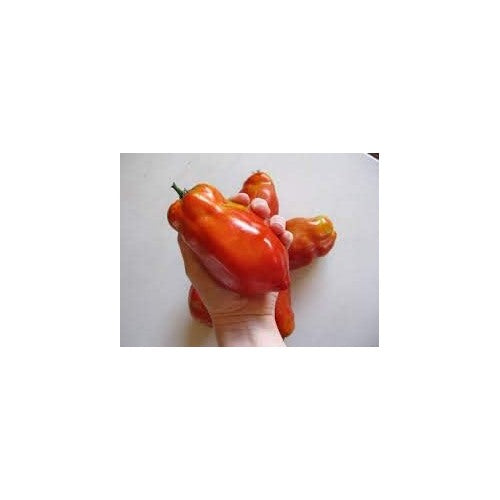 Red Tomato Seeds for Planting [neera-v5-612c0788ef7ba3dadcb9]