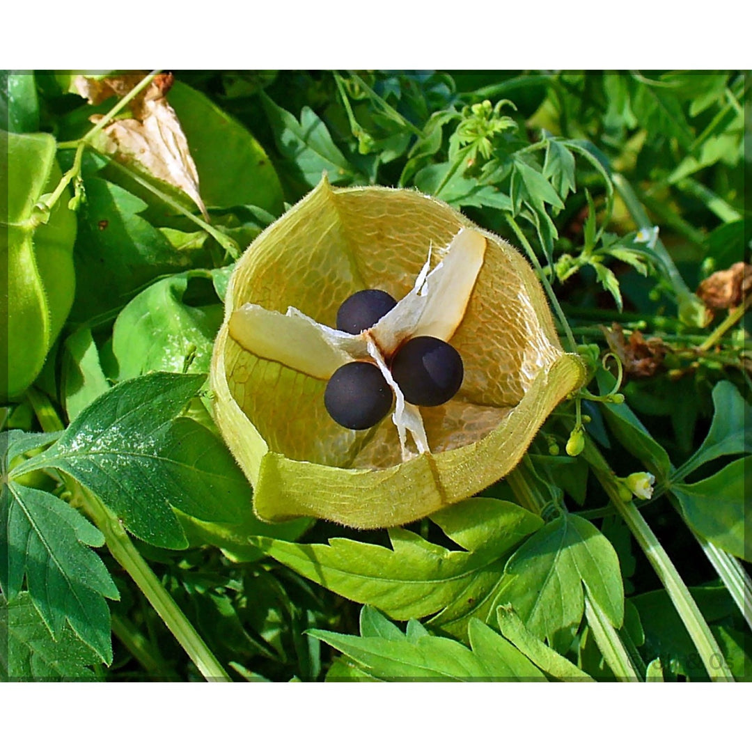 Balloon Vine Cardiospermum Halicacabum Ornamental Vine For Backyard Trellis And Vertical Gardening [neera-v5-613023485da720f4c343]