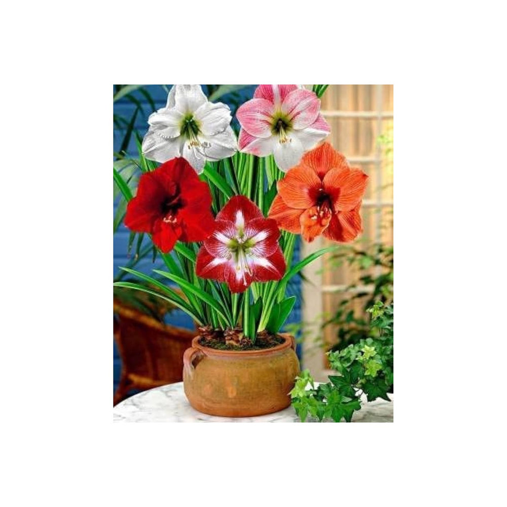 Amaryllis Hippeastrum Spp Flower For Planting In Indoor Pots Balcony Gardens Flower Seeds for [neera-v5-6136a0219a0350a62125]