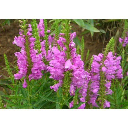 Pink Physostegia Flower Seeds for Planting [neera-v5-613b7a30b06b27eccced]