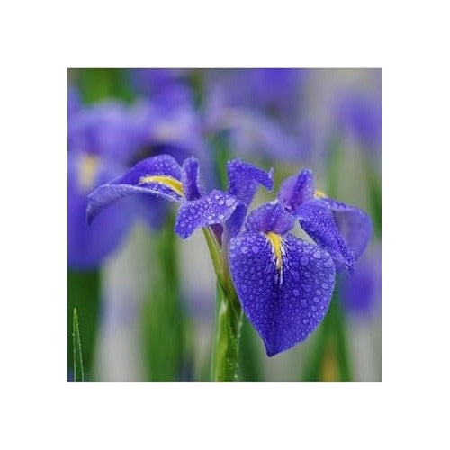 Blue Mini Violet Rare Viola Odorata Flower Seeds for Planting [neera-v5-6142936b2e215c1120d6]
