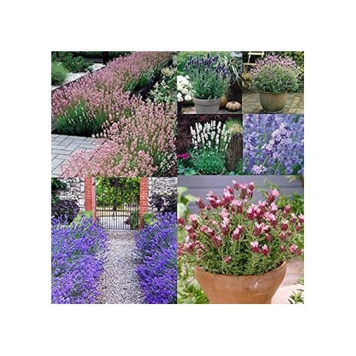 Mixed Provence Lavender Flower Seeds for Planting | Heirloom, Non-GMO, Organic, High Germination [neera-v5-614e3048b059330e7b61]