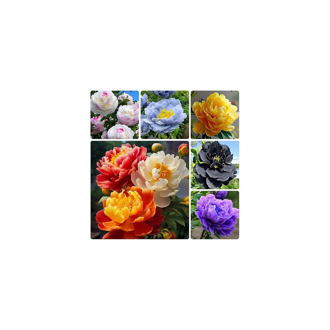 Peony Paeonia Suffruticosa Flower For Planting In Backyard Garden Or Ornamental Flower Beds Flower [neera-v5-6155f2e44c1f07dd865d]