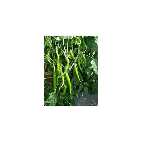 Green Peppers Vegetable Seeds for Planting [neera-v5-61605f9c925f9f7b7259]