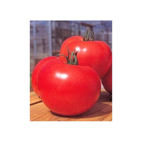 Heirloom Red Tomato Seeds for Planting [neera-v5-616af3c24f933c3ef1ee]