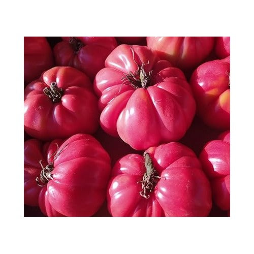 Dark Pink Tomato Seeds for Planting [neera-v5-6187a03db85ef8fa7297]