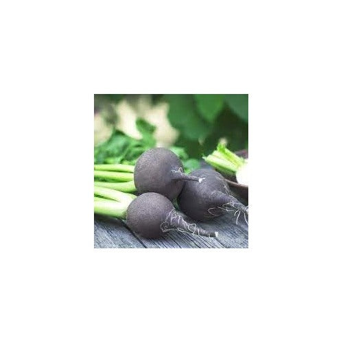 Radish Seeds for Planting [neera-v5-618a18bf8855bb325368]