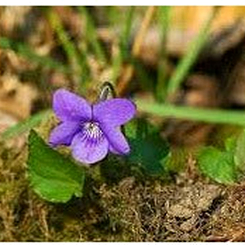 Viola Odorata Purple Plant Seeds for Planting [neera-v5-618ec7ee6ccf7d945548]