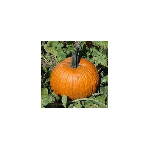 Cronus Pumpkin Seeds for Planting [neera-v5-619a23865f40fa174d8d]
