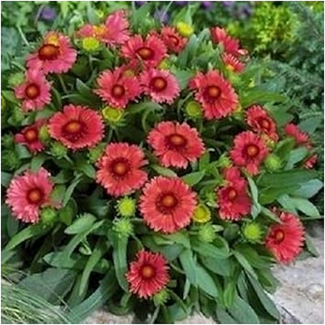 Red Gaillardia Arizona Seeds for Planting [neera-v5-619da5eba44141b181c3]