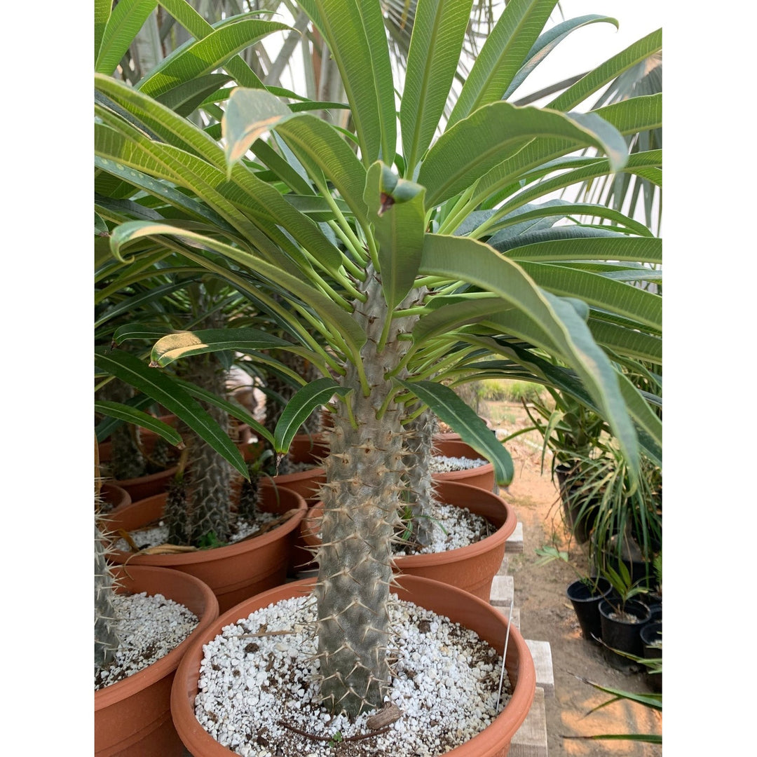 White Pachypodium Lamerei Plant For Planting Flower Seeds for Home Garden Planting, Decorative [neera-v5-619ea5fa89e7f794d56b]