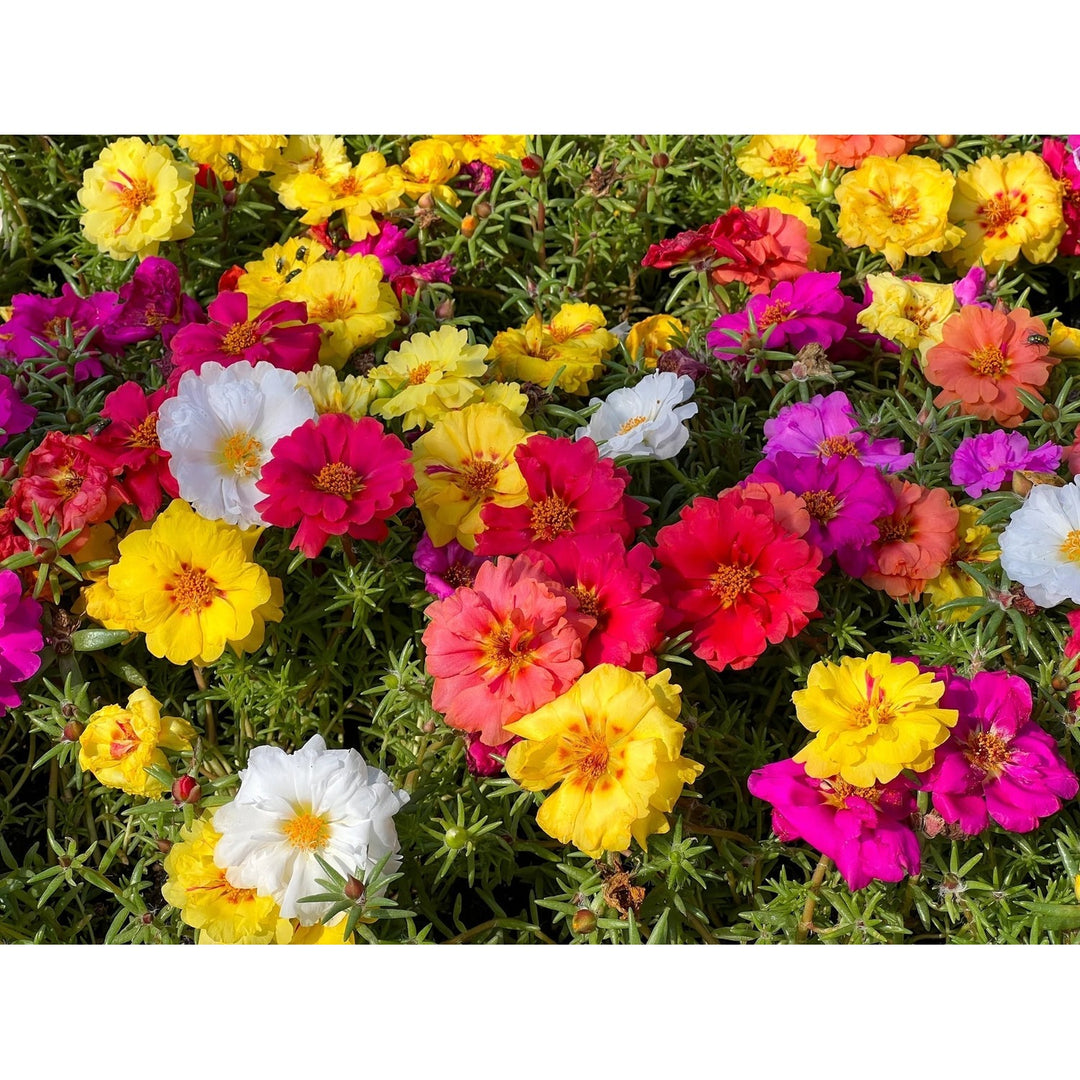 Portulaca Moss Rose For Planting Heirloom Non Gmo Flower For Gardens Flower Seeds for Home Garden [neera-v5-61a124131939331721bf]