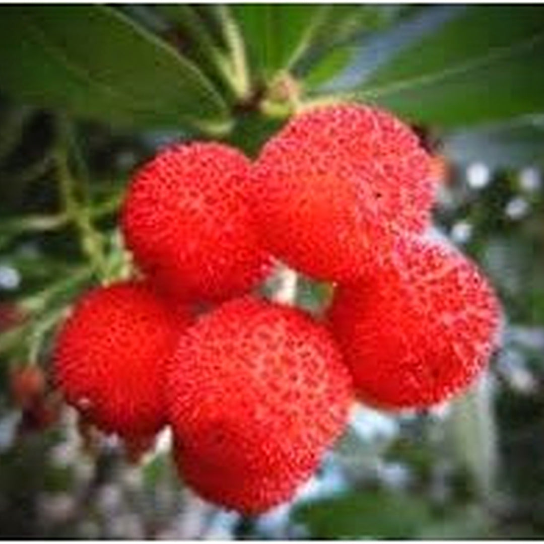 Yangmei Fruit Seeds for Planting [neera-v5-61b4b25a1e6561771d55]