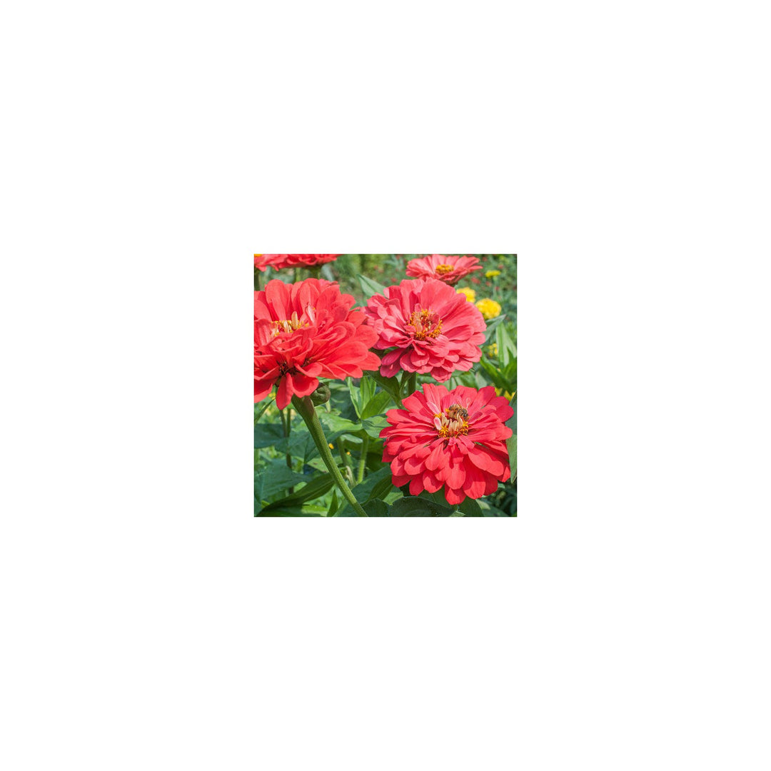 Zinnia Benary Giant Flower For Planting Vibrant Colors Non Gmo Heirloom Flower Seeds for Home [neera-v5-61c32675f5f33c7f028f]