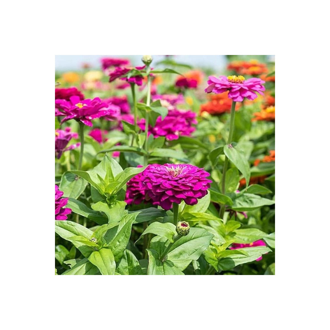 Purple Zinnia Prince Zinnia Elegans Flower For Backyard Garden And Planting Flower Seeds for Home [neera-v5-61c525de543287c757b6]