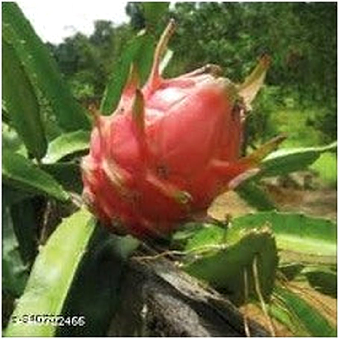 Light Red Pitaya Fruit Seeds for Planting [neera-v5-61c77d67274ecabf87fd]