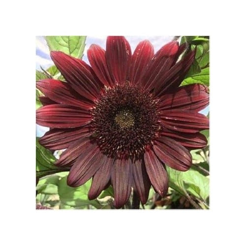 Chocolate Sunflower For Planting Unique Dark Blooms For Garden Decor Pollinator Attraction Flower [neera-v5-61d04060a76ccf6d929d]