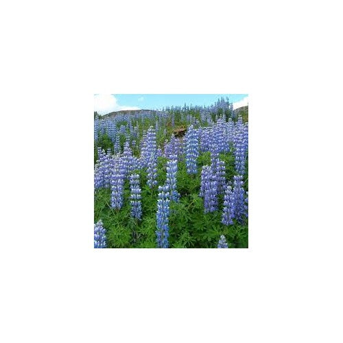 Russell Navy Blue Lupine Flower Seeds for Planting [neera-v5-61d1bc003b1383b3cf74]