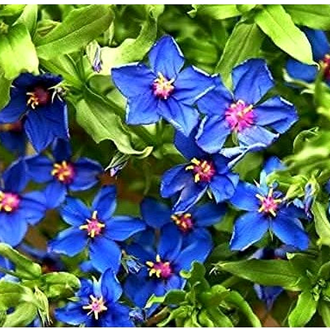 Blue Pimpernel Flowering Ground Cover Flower Seeds for Home Garden Planting, Lush Organic Blooming [neera-v5-61d79484724478715c7f]