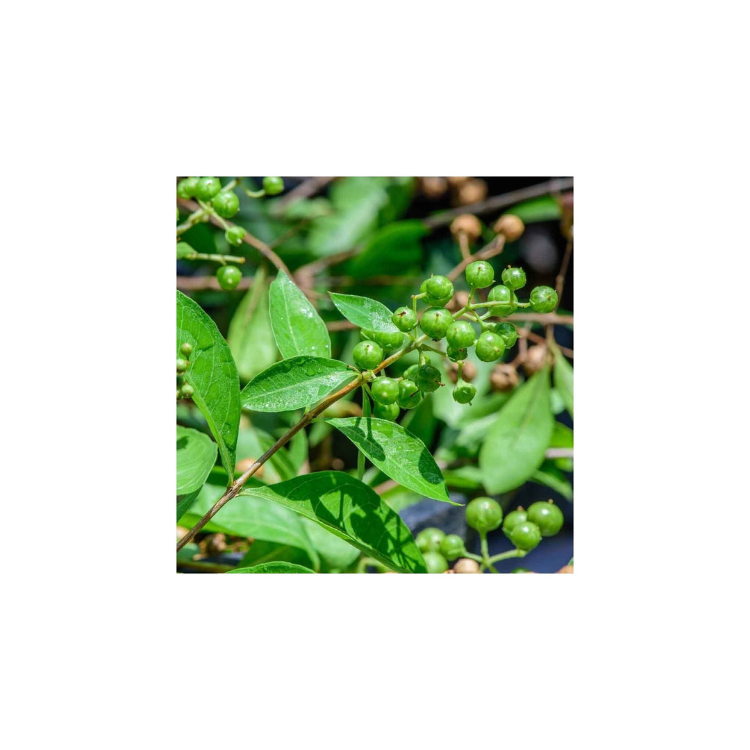 Heirloom Non Gmo Lawsonia Inermis Plant Natural Henna Garden Growing Flower Seeds Home [neera-v5-61e2dc0f53efdc118d56]