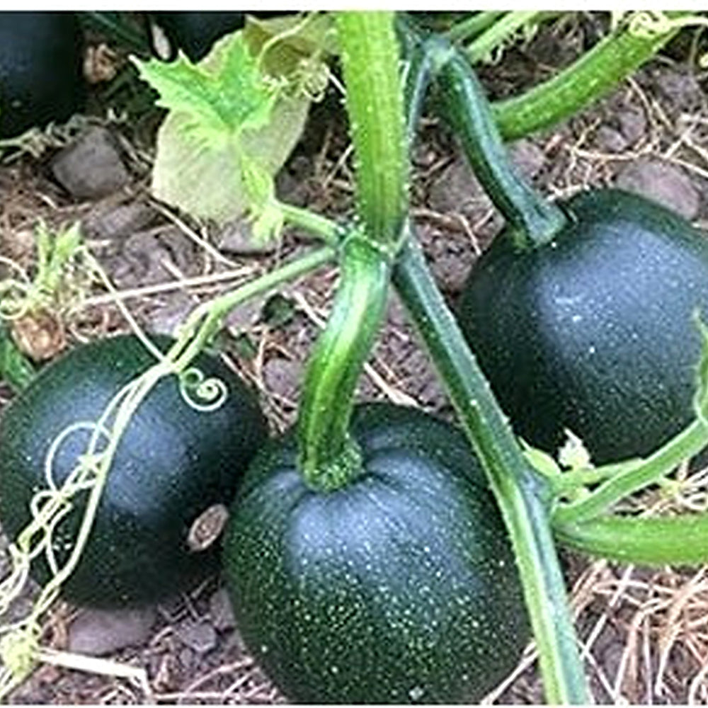Heirloom Gem Squash Vegetable Seeds for Planting [neera-v5-61ee415831d792e28d5f]