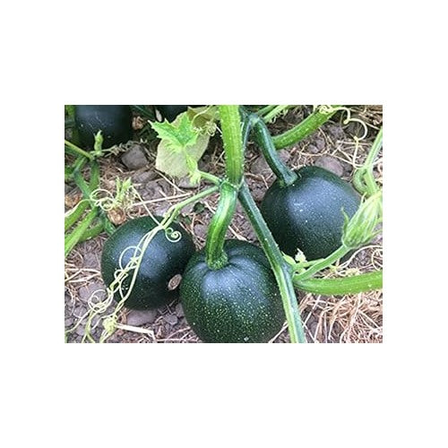 Heirloom Gem Squash Vegetable Seeds for Planting [neera-v5-61ee415831d792e28d5f]