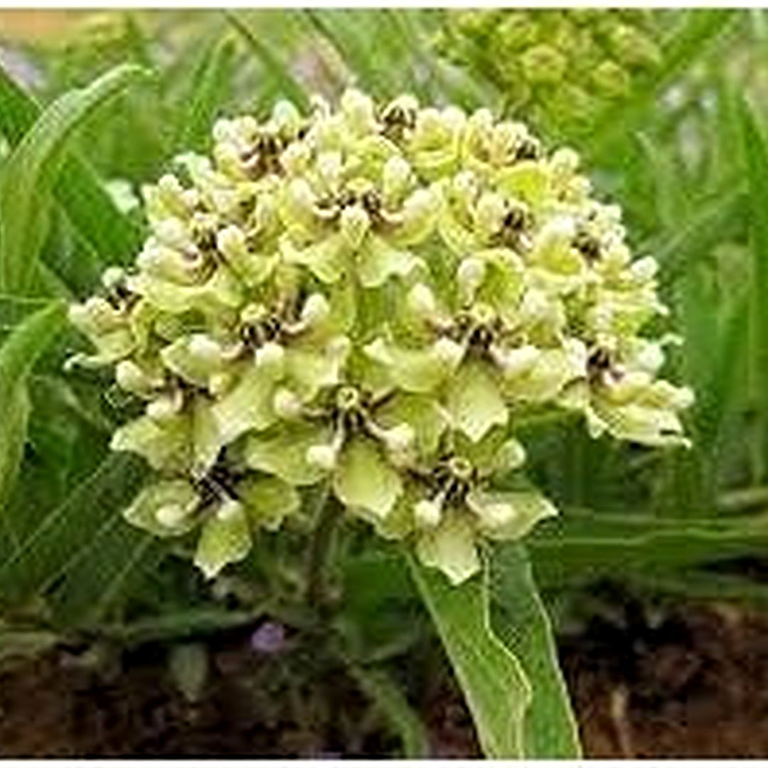 Heirloom Asclepias asperula "Antelope Horns" Flower Seeds [neera-v5-61efc2edebba6da84e1a]