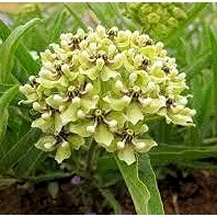 Heirloom Asclepias asperula "Antelope Horns" Flower Seeds [neera-v5-61efc2edebba6da84e1a]