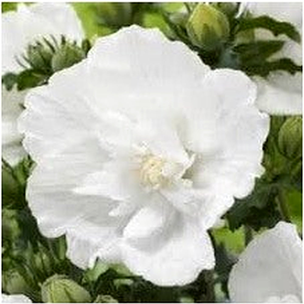 Hibiscus Syriacus Flower Seeds for Planting [neera-v5-61f5f00cca81f5bd2217]