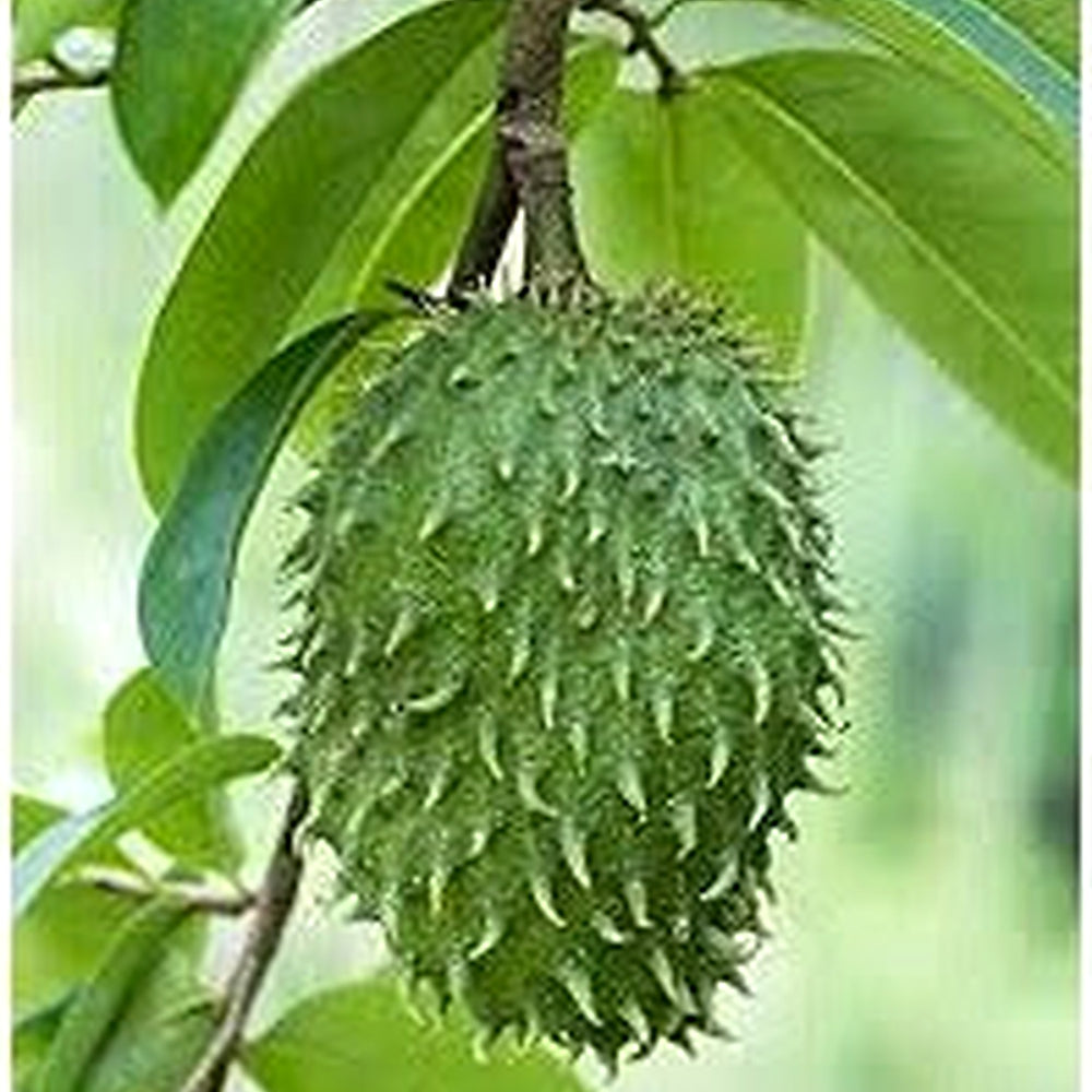 Fresh Green Soursop Fruit Seeds for Planting [neera-v5-61f80bd4f565d8f50a70]