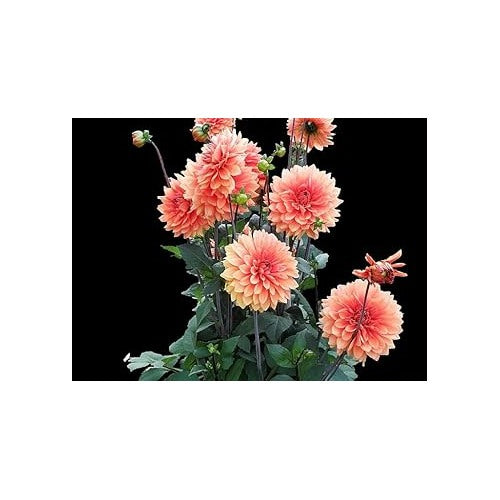 Heirloom Pink Marigold Flower Seeds for Planting [neera-v5-61fe3d1beab4dc21bb8f]