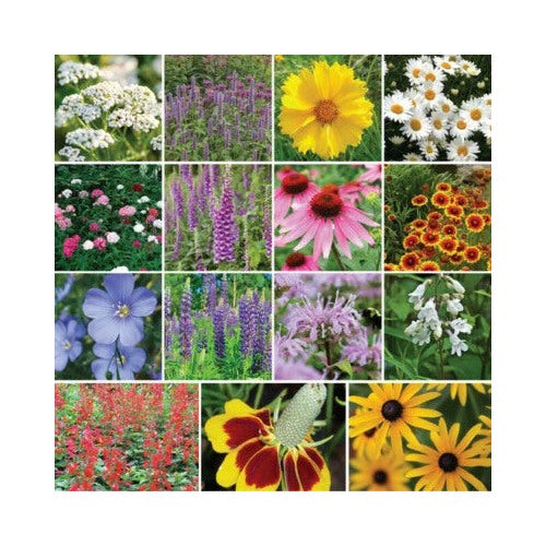Wildflower Mix All Perennial Deer Resistant Pollinators Bees Non Gmo Heirloom Flower Seeds Home [neera-v5-6202a799ac313bc5fedd]