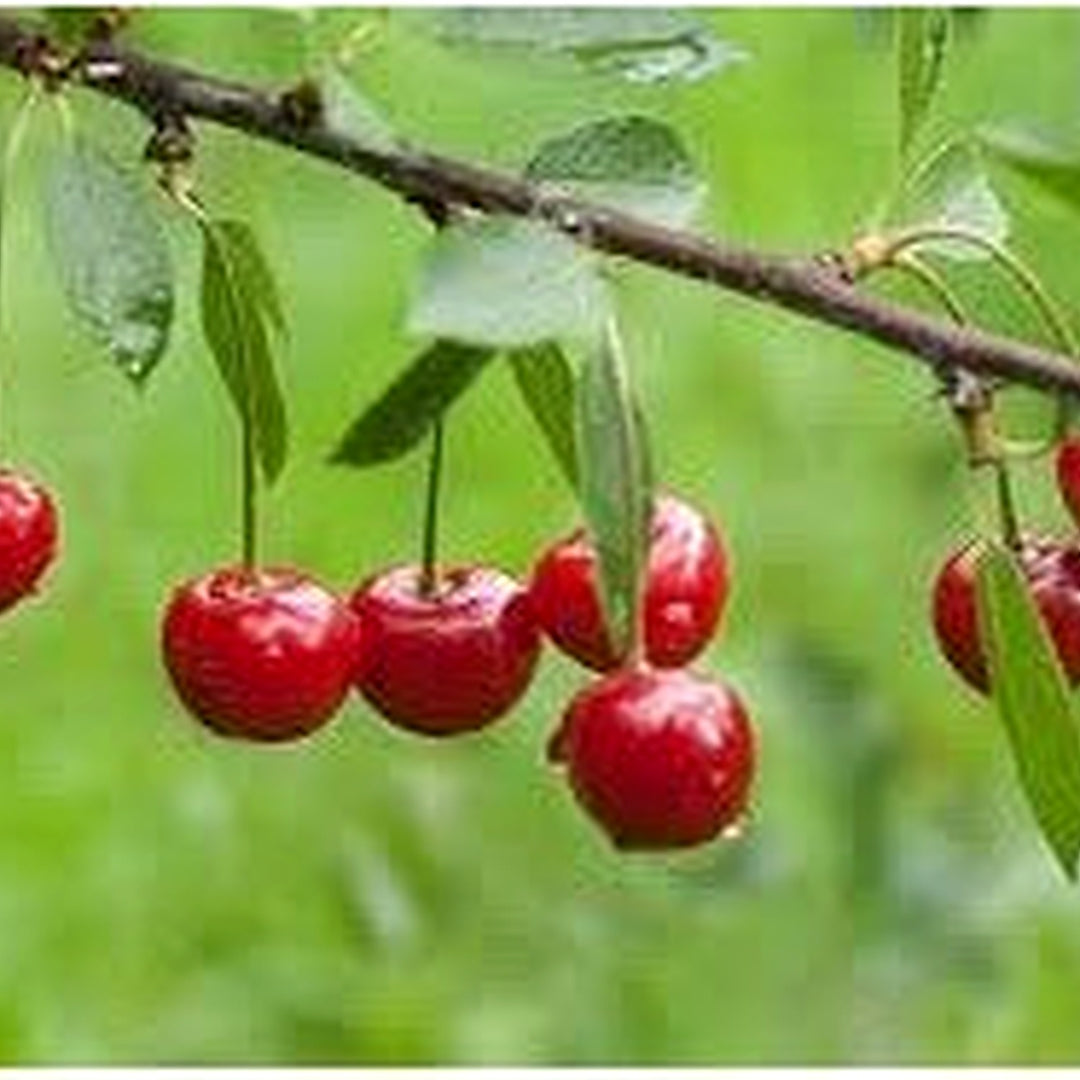 Heirloom Montmorency Cherry Fruit Seeds for Planting [neera-v5-620500ec2a0343e074c2]