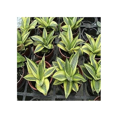 Green Snake Sansevieria Seeds [neera-v5-620ca0922c660ead8b05]