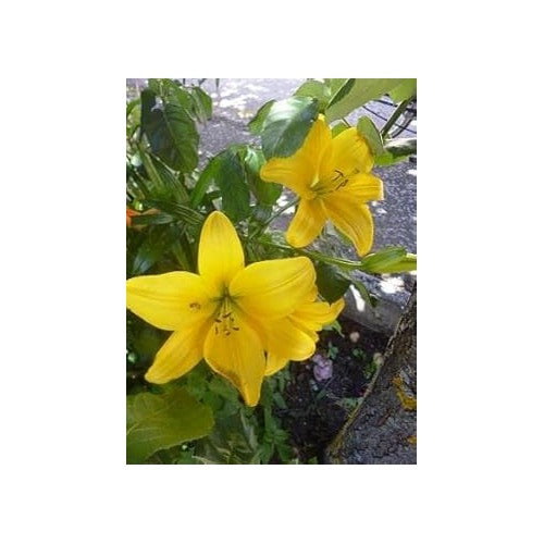 Heirloom Non-GMO Yellow Hippeastrum Flower Seeds [neera-v5-6219339bdc94f485d0dd]