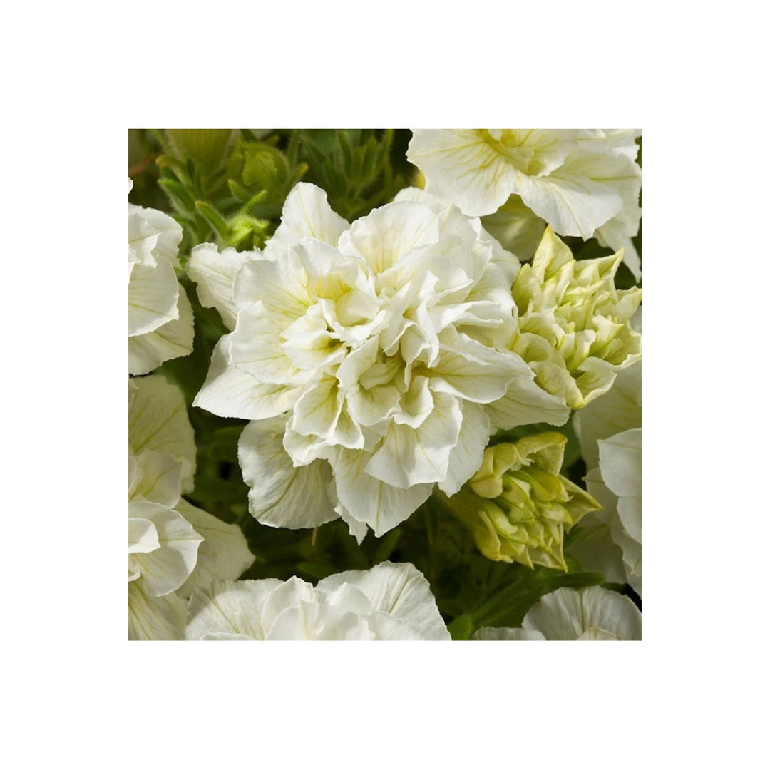 Hanging Petunia Petunia Hybrida Melissa Flower For Planting In Balcony Planters Vertical Garden [neera-v5-621a53987006608e3f37]