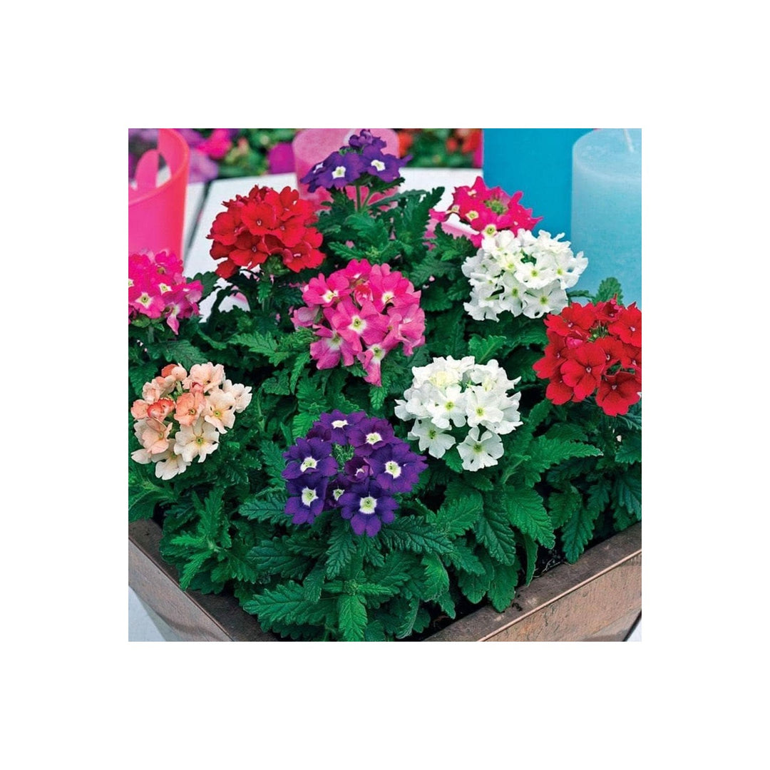 Verbena Verbena Hybrida Flower For Planting In Vertical Garden Patio Containers Flower Seeds [neera-v5-62228b1516d17c5a1594]