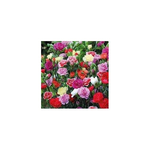 Heirloom Non Gmo Dianthus Caryophyllus Flower For Planting Blooms For Cut Gardens Flower Seeds for [neera-v5-6225960d260018dc15b0]