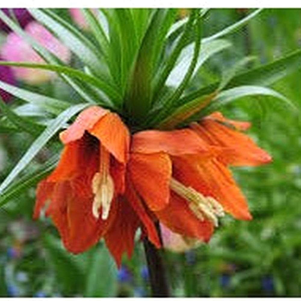 Red Crown Imperial Fritillaria Flower Seeds for Planting [neera-v5-6239295e6ebe01175728]