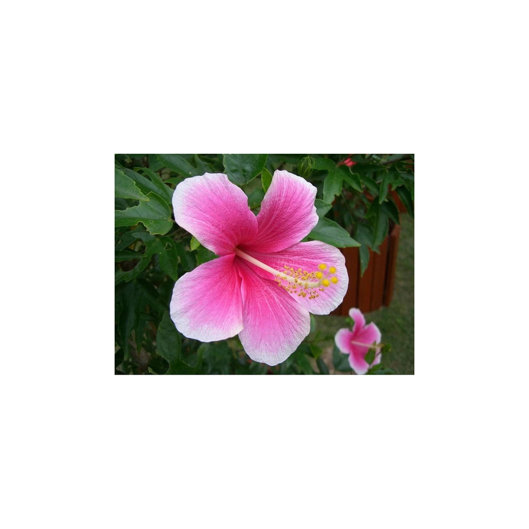 Pink White Hibiscus Heirloom Non Gmo For Planting Flower Seeds for Home Garden Planting, Ornamental [neera-v5-6249155ec04d0c8f0326]