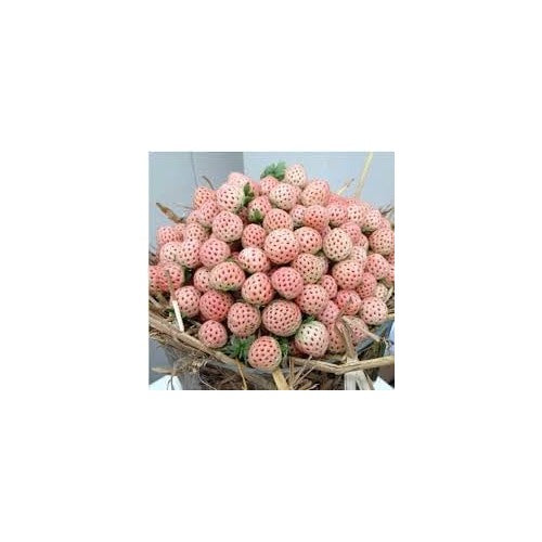 Pineberry White Strawberry Fruit Seeds for Planting [neera-v5-6253188d397bf2191a89]