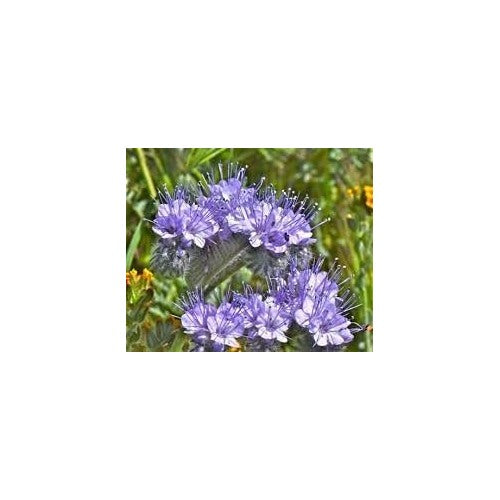 Heirloom Lacy Phacelia Flower Seeds for Garden Planting, Non-GMO, Pollinator-Friendly Wildflower Blooms [neera-v5-6254b4e1c99bf77582c4]