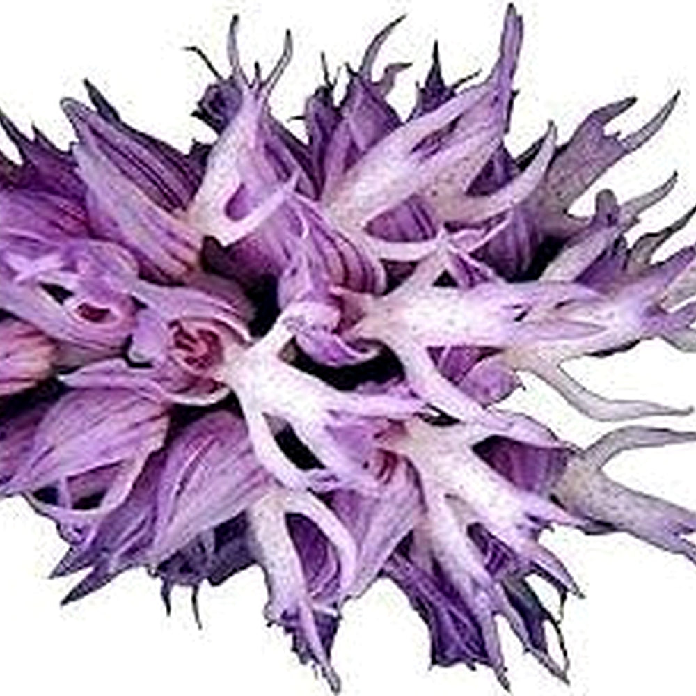 Heirloom Non-GMO Nema Italian Orchis Monkey Flower Seeds Lavender for Planting [neera-v5-6259e38c58b33bf3d5ea]